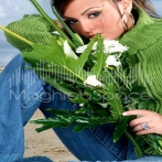 Boushra